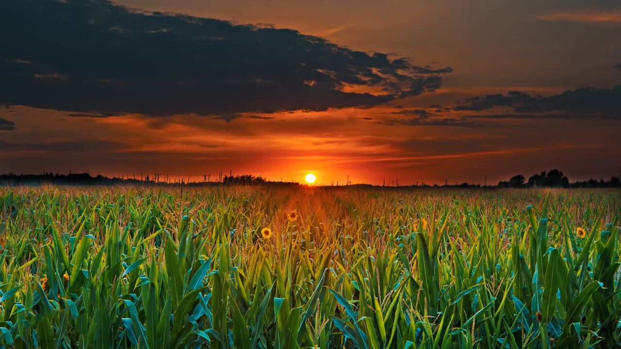 Sunflower field at sunset