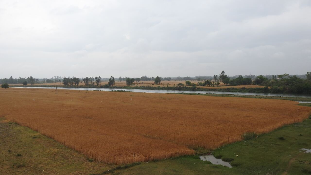 A view of landscape pre with harvest wheat crop in Punjab