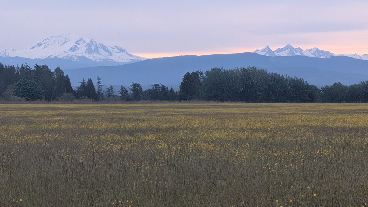 Meadow with Mount Baker and Twin Sisters