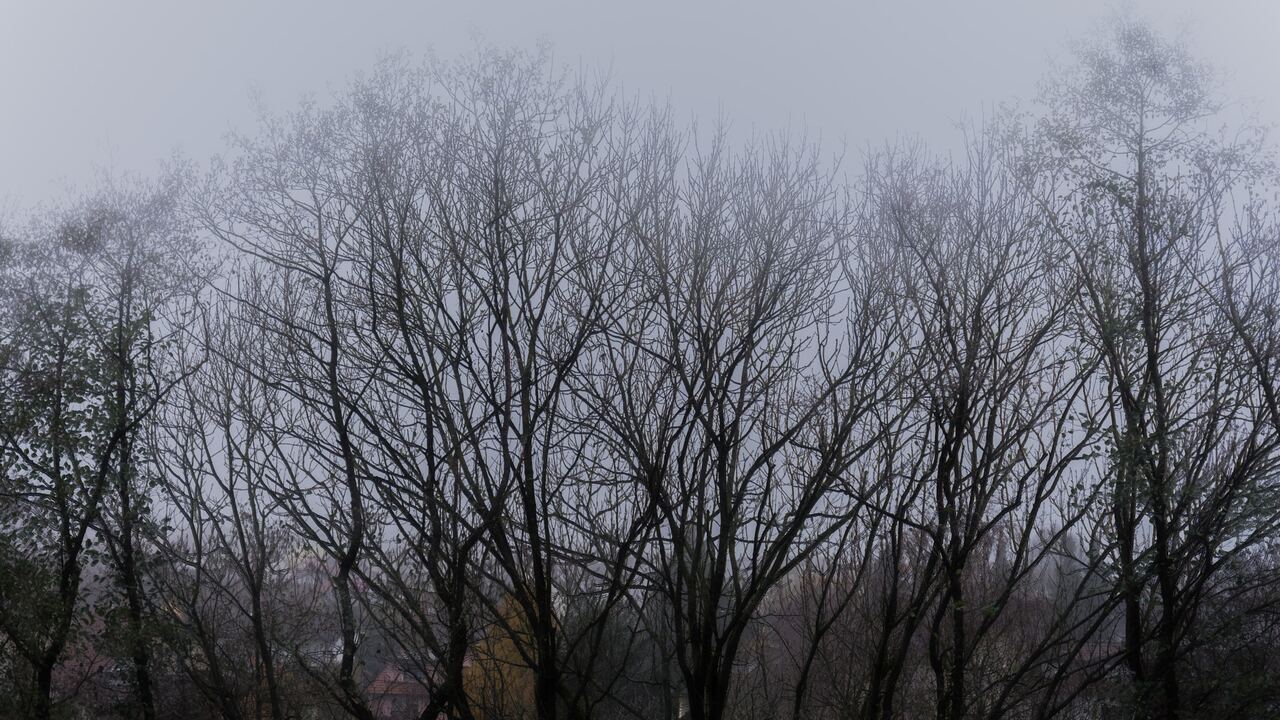 Fog (235260303)