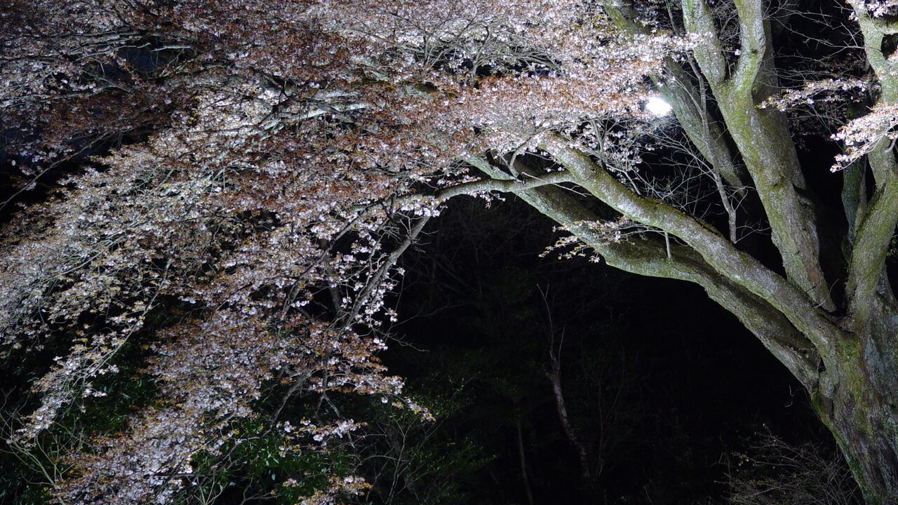 Cherry blossom light up 夜桜 - panoramio