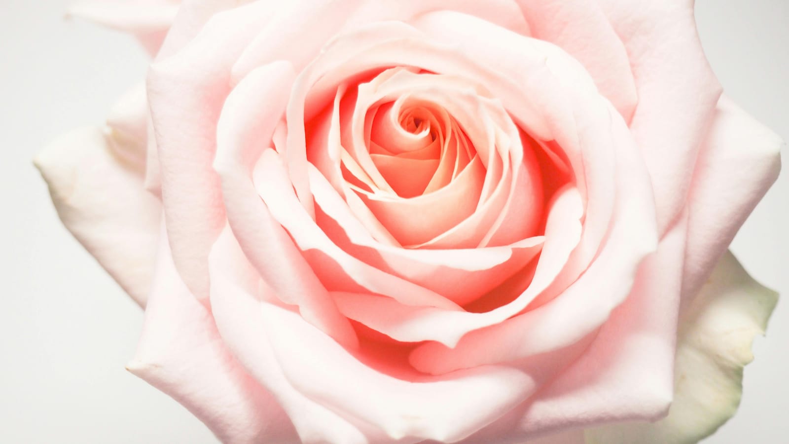 A close-up of a blooming light pink rose showcasing its soft petals in exquisite detail.