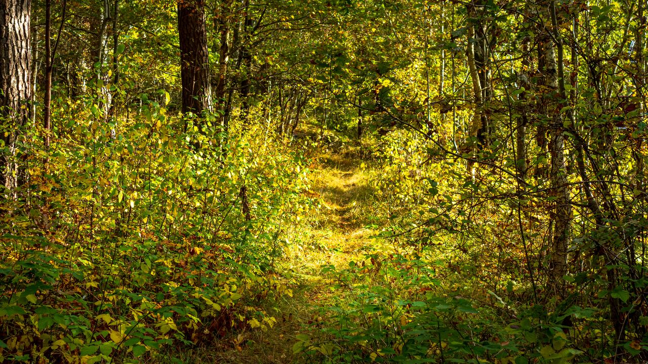 Forest path through yellow autumn leaves in Tuntorp 1