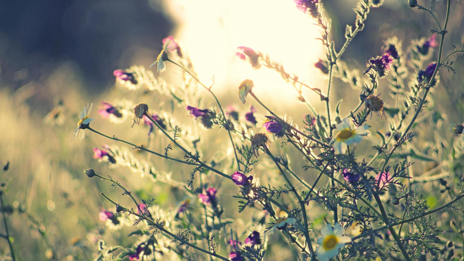 Wildflowers basking in the warm sunlight of a Málaga garden, Spain.