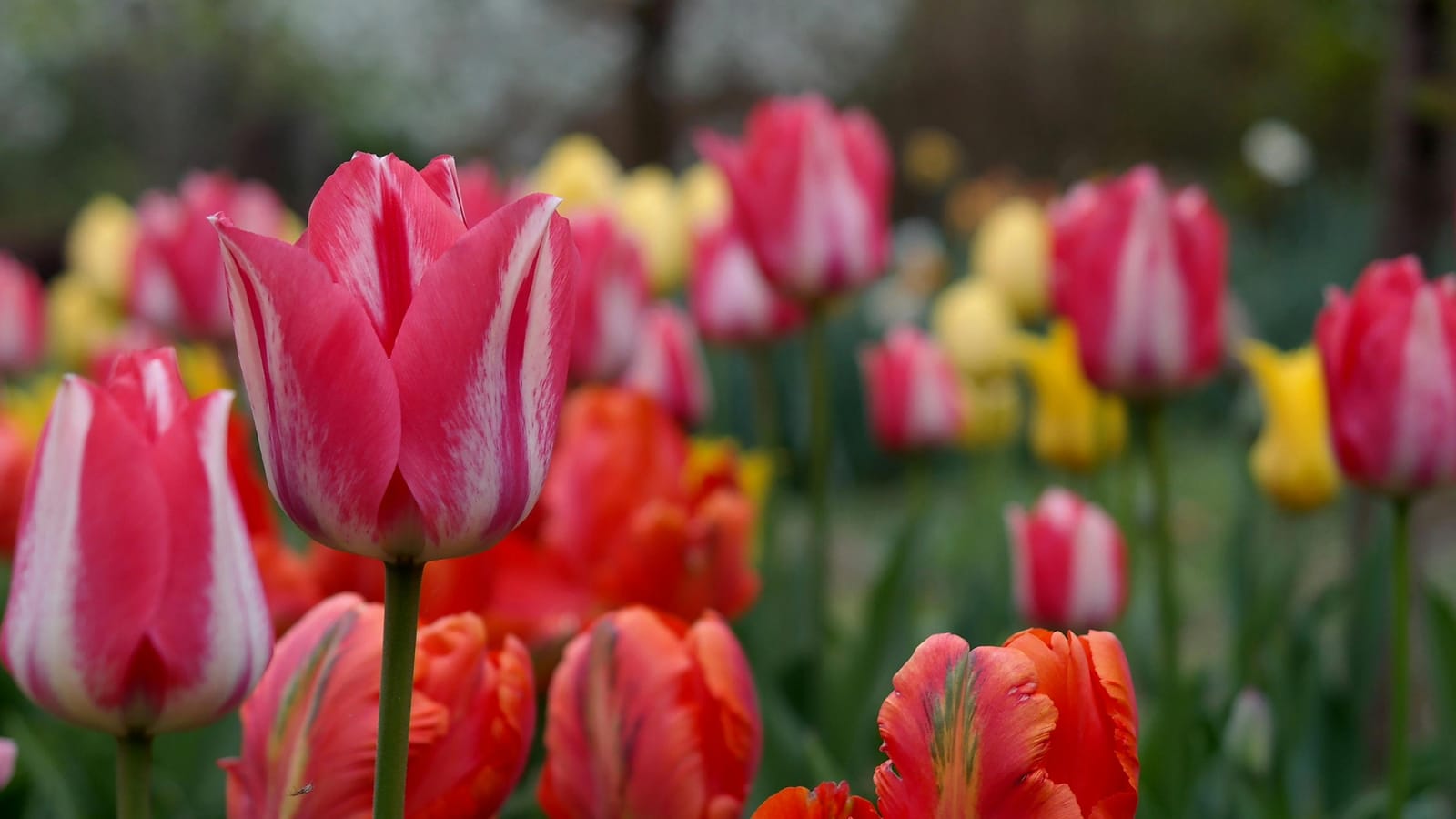 Vibrant red and pink tulips in full bloom in a lush spring garden.
