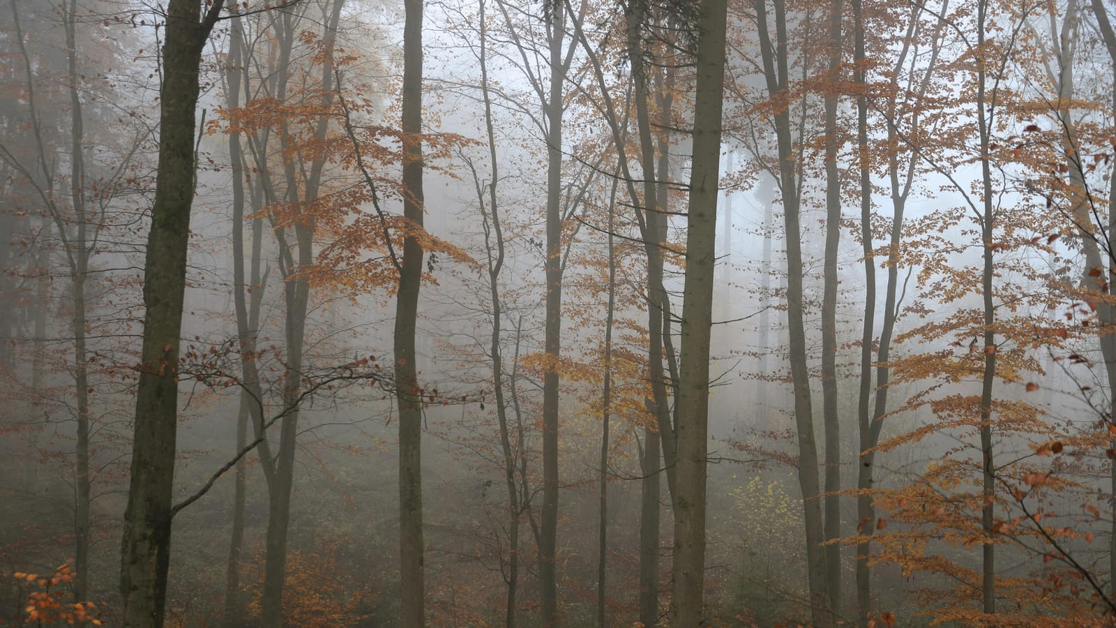 A foggy forest scene in autumn, showcasing tall trees and rich fall foliage.