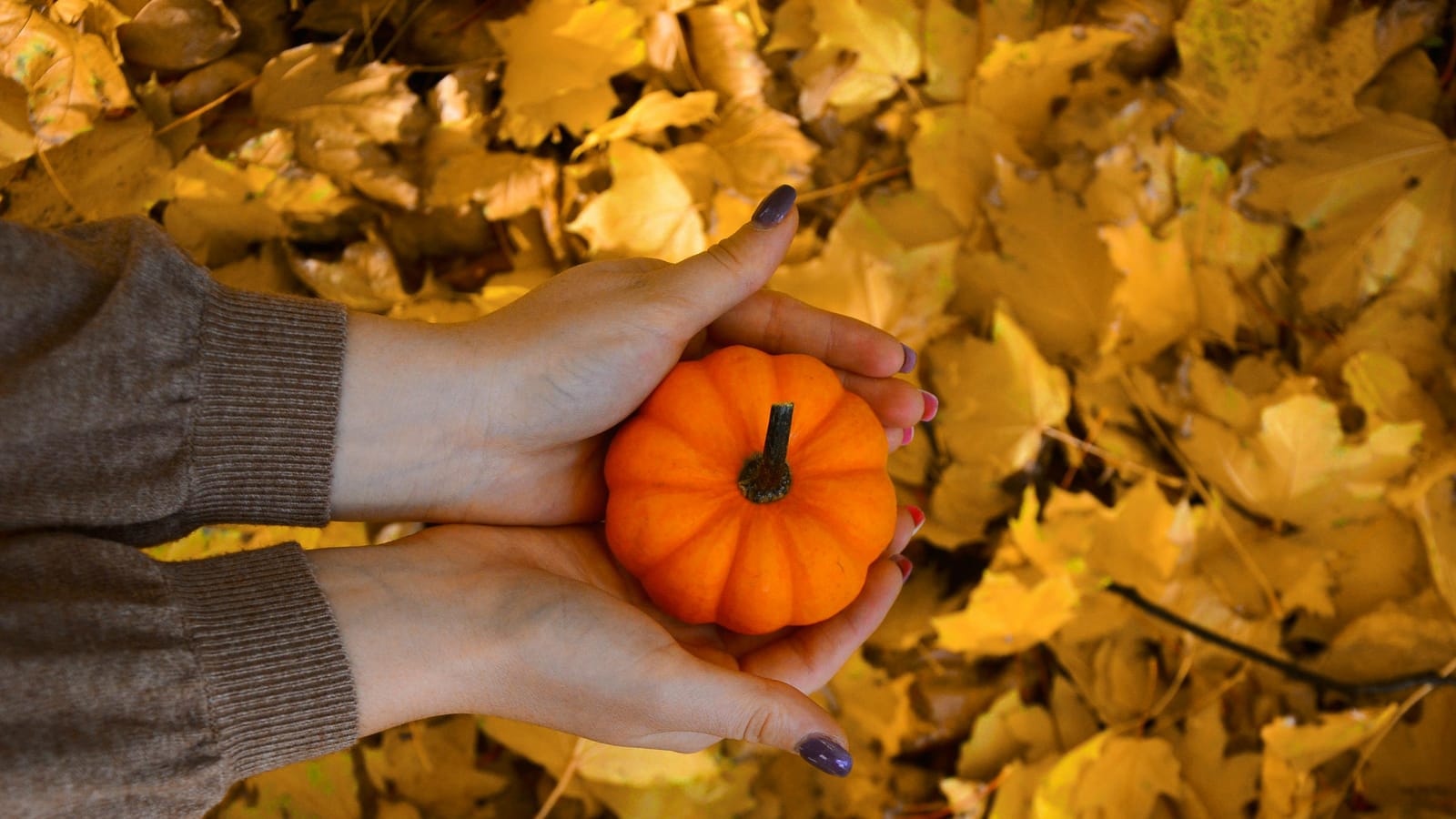 A small orange pumpkin is cradled in hands amidst vibrant autumn leaves, evoking a fall atmosphere.